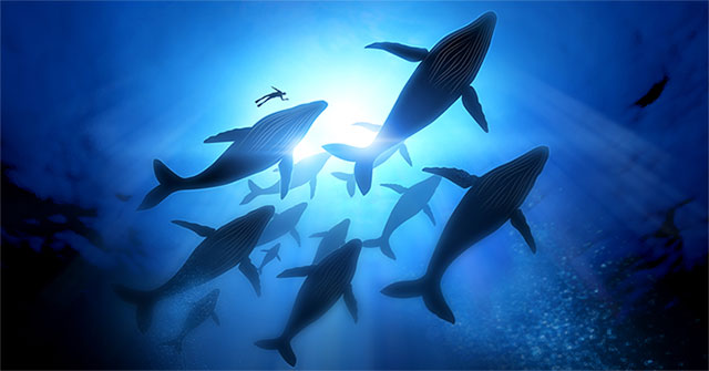 Mysterious migration activity of whales