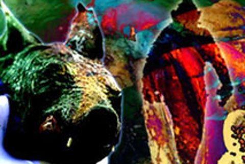 Mysterious monsters in Namibia
