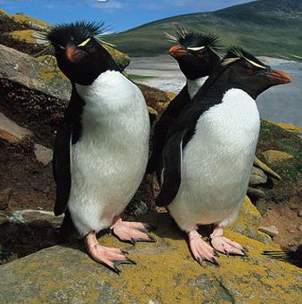 Mysterious penguin disappears winter