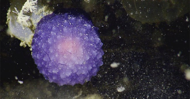 Mysterious purple spherical creature in the Pacific