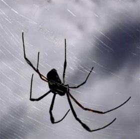 Mysterious rains of strange animals