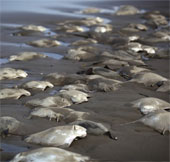 Mysterious rays stingray series on Mexican beaches