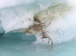 Mysterious remains of the Newfoundland Sea