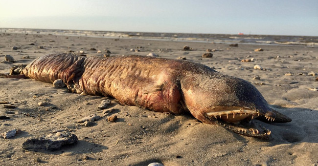Mysterious 'sea monster' drifted into Texas after Hurricane Harvey