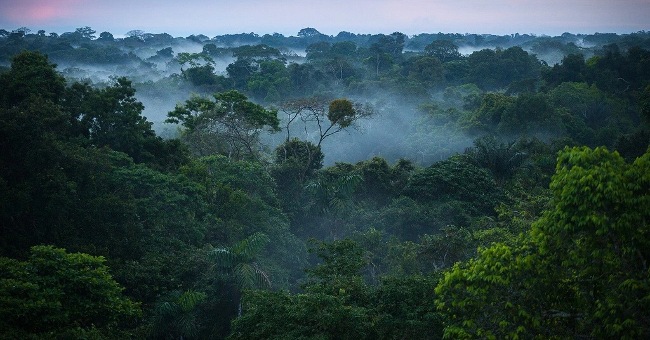 Mysterious things in the Amazon forest make you