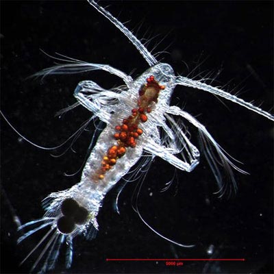 Mysterious under the ocean