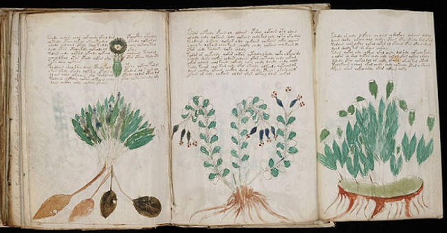 Mysterious Voynich book