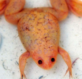 Mysterious yellow frog in England