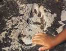 Mystical footprints of Akkowarlink