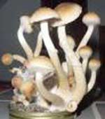 Mystical mushrooms bring spiritual feeling