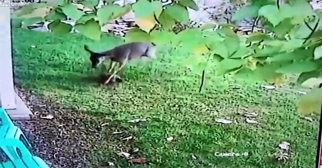 Nai 's rage is rare, chasing a cat to death