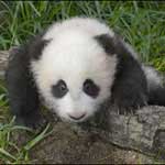 Name the giant panda in California