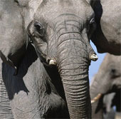 Namibia brings rare animals to Cuba