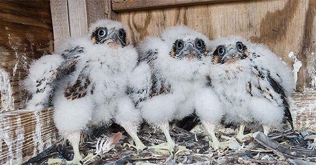 Naming the birds 'successful puberty' makes everyone surprised