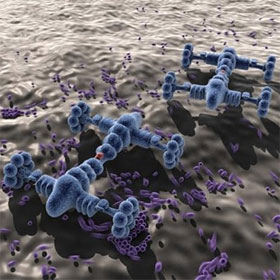 Nanobot implant into cockroach body, testing tumor treatment