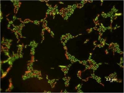 Nanoparticles in cosmetics are harmful to the environment