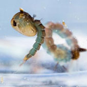 Nanoparticles prevent mosquitoes from reproducing
