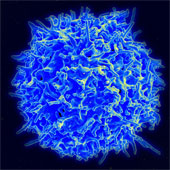 Nanoparticles provide 3 drugs at the same time