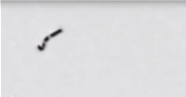 Nano-sized metal fish, carrying swimming drugs in the blood to the necessary position in the body