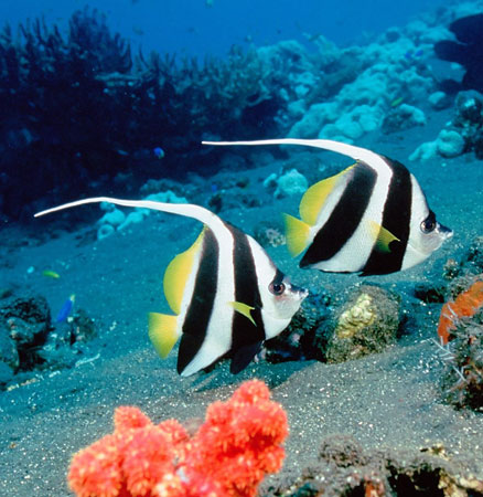 NASA decided to decipher the mystery of the ocean