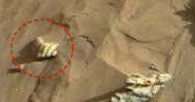 NASA detected images of clam shells on Mars