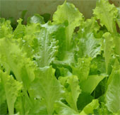NASA has put a vegetable garden on the universe