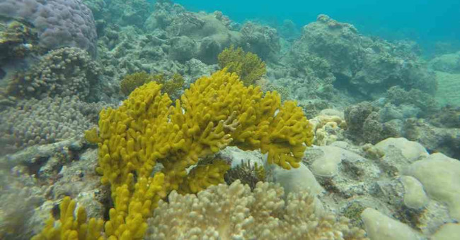 NASA launches the world's largest coral reef protection project