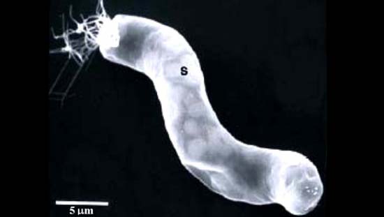 NASA scientist finds life in the universe