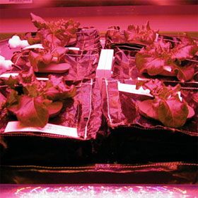 NASA will grow lettuce on the universe