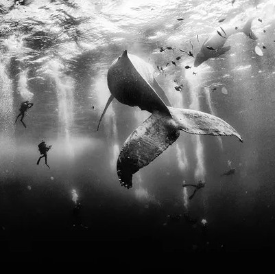 National Geographic announced the most impressive photos of 2015