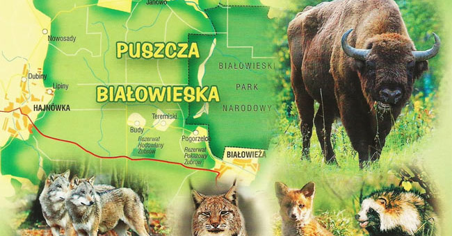 National Park Belovezhskaya Pushcha - Belarus