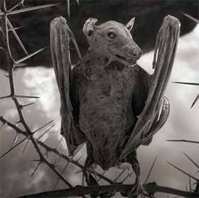Natron's secret of making the creature turn into a