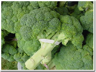 Natural compounds in broccoli can cure genetic skin disorders