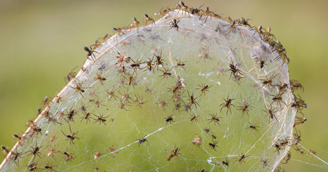 Natural disasters must also be defeated by the intelligence of spiders in Australia