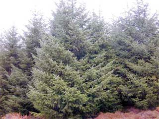 Natural filters reduce CO2 absorption