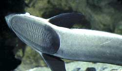 Natural hook