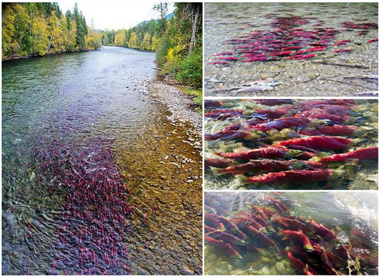 Natural mystery: migrate a record 8 million salmon