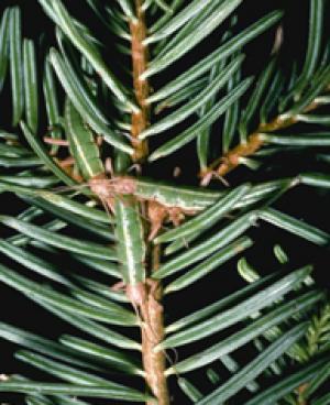 Natural selection promotes species formation