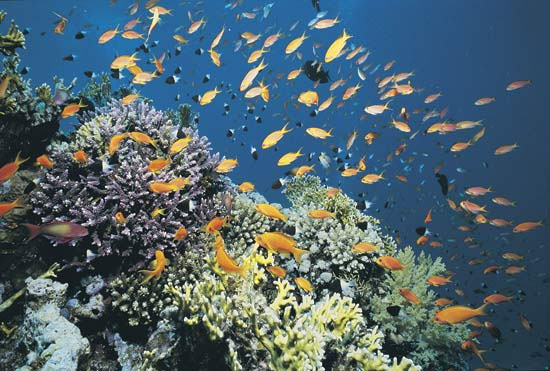 Nature helps curb the global warming
