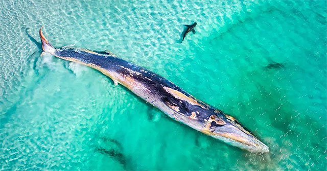 Nature is intense and peaceful in the Australian photography competition