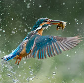 Nature photos won the Big Picture award
