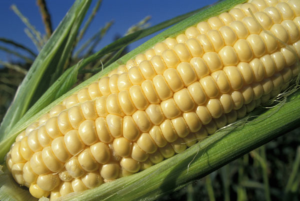 Nature rebelled against biotechnology