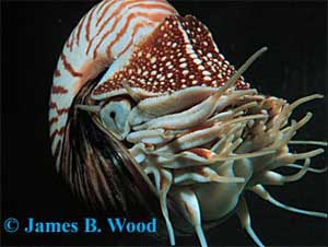 Nautilus pompilius - Nautilus pompilius