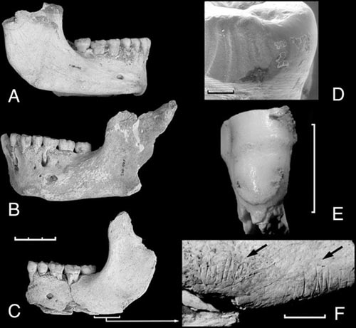 Neanderthals used to eat dead people