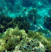 Nearly 1 billion VND regenerates Khanh Hoa's coral reef