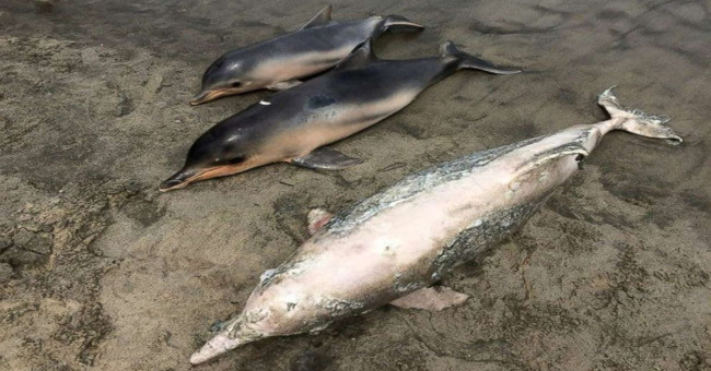Nearly 100 bodies of gray dolphins drifted to the coast of Brazil