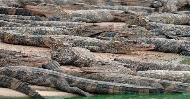 Nearly 100 crocodiles are caged in flooding in China