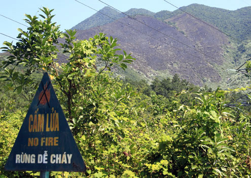 Nearly 100 hectares of Hai Van forest were destroyed