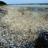 Nearly 100 tons of fish died from chemical contamination in China