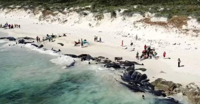 Nearly 150 whales die on the coast of Australia